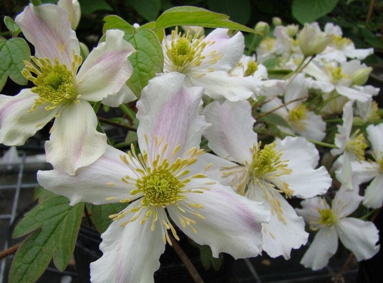 Photo of Clematis (Clematis montana 'Natalie Cottrell') uploaded by Calif_Sue