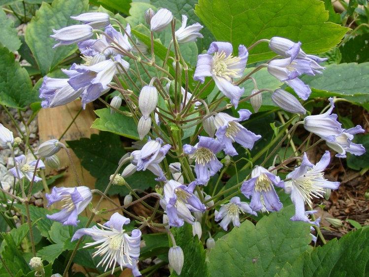 Photo of Clematis 'Mrs. Robert Brydon' uploaded by Calif_Sue