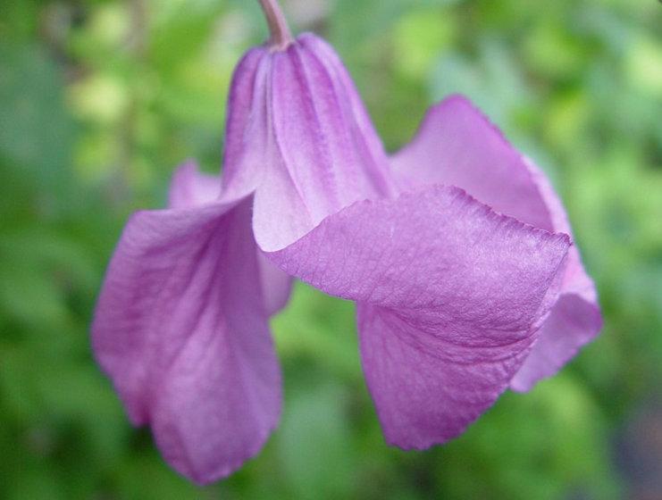 Photo of Clematis (Clematis integrifolia 'Pamiat Serdtsa') uploaded by Calif_Sue