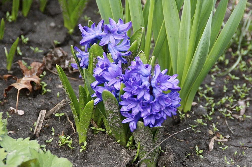 Photo of Hyacinths (Hyacinthus) uploaded by Fleur569