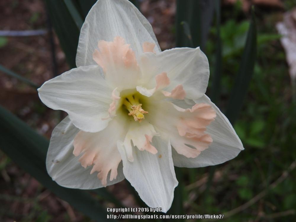 Photo of Split Cupped Collar Daffodil (Narcissus 'Taurus') uploaded by Mieko2