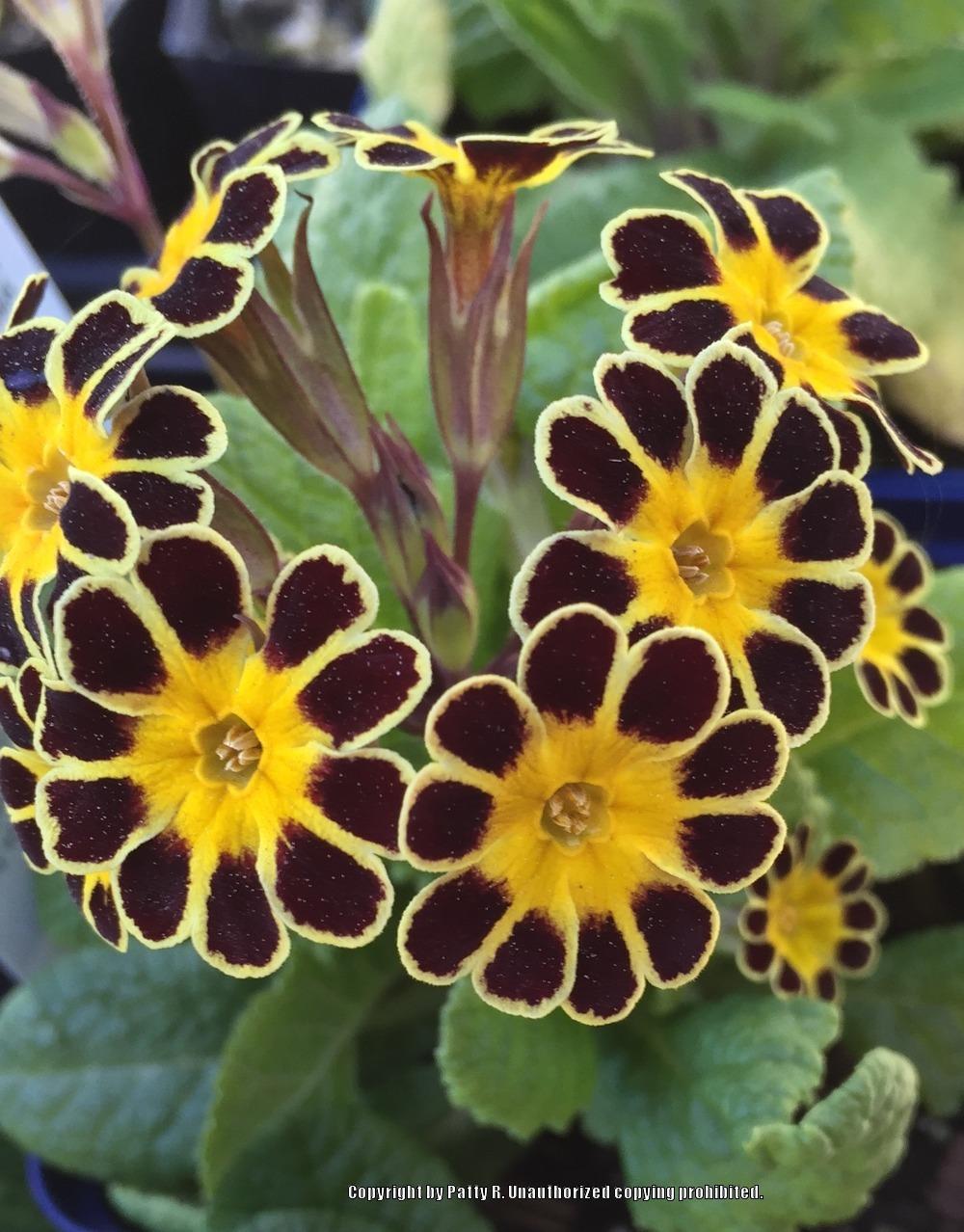 Photo of Polyanthus (Primula 'Gold Lace') uploaded by Patty