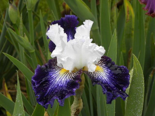 Photo of Tall Bearded Iris (Iris 'Dancing Star') uploaded by SassyCat