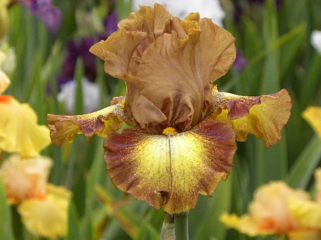 Photo of Tall Bearded Iris (Iris 'Dog Days') uploaded by SassyCat