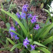 No fertilizer for hyacinths -> no flopping.