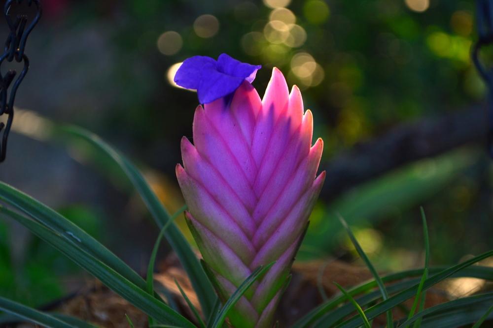 Photo of Pink Quill (Wallisia cyanea) uploaded by sunkissed