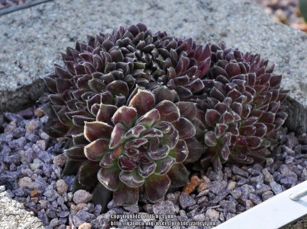 Photo of Hen and Chicks (Sempervivum 'Whirl-i-gig') uploaded by valleylynn