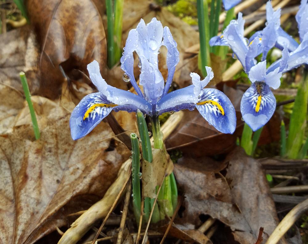 Photo of Reticulated Iris (Iris reticulata 'Alida') uploaded by Anne