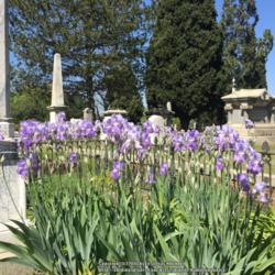 Location: Historic City Cemetery, Sacramento CA.
Date: 2016-03-31
Zone 9b. Planted long ago...