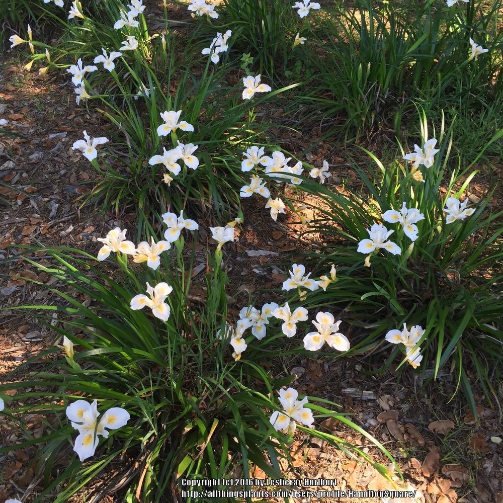 Photo of Pacific Coast Iris (Iris 'Canyon Snow') uploaded by HamiltonSquare