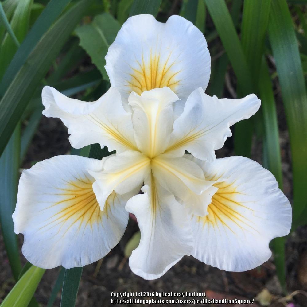 Photo of Pacific Coast Iris (Iris 'Canyon Snow') uploaded by HamiltonSquare