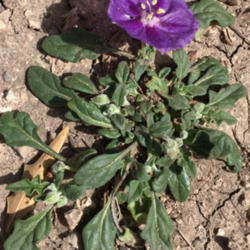 Location: South Llano River State Park, TX
Date: March 26, 2016
Purple groundcherry (Quincula lobata) in bloom along the Fawn Tra
