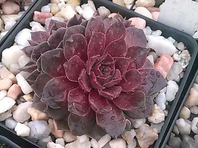 Photo of Hen and Chicks (Sempervivum 'Pacific Magic Night') uploaded by jkbingh