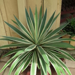 Location: Winter Springs, FL zone 9b
Date: 2012-08-08
For awhile this plant was in a huge container, but eventually it 