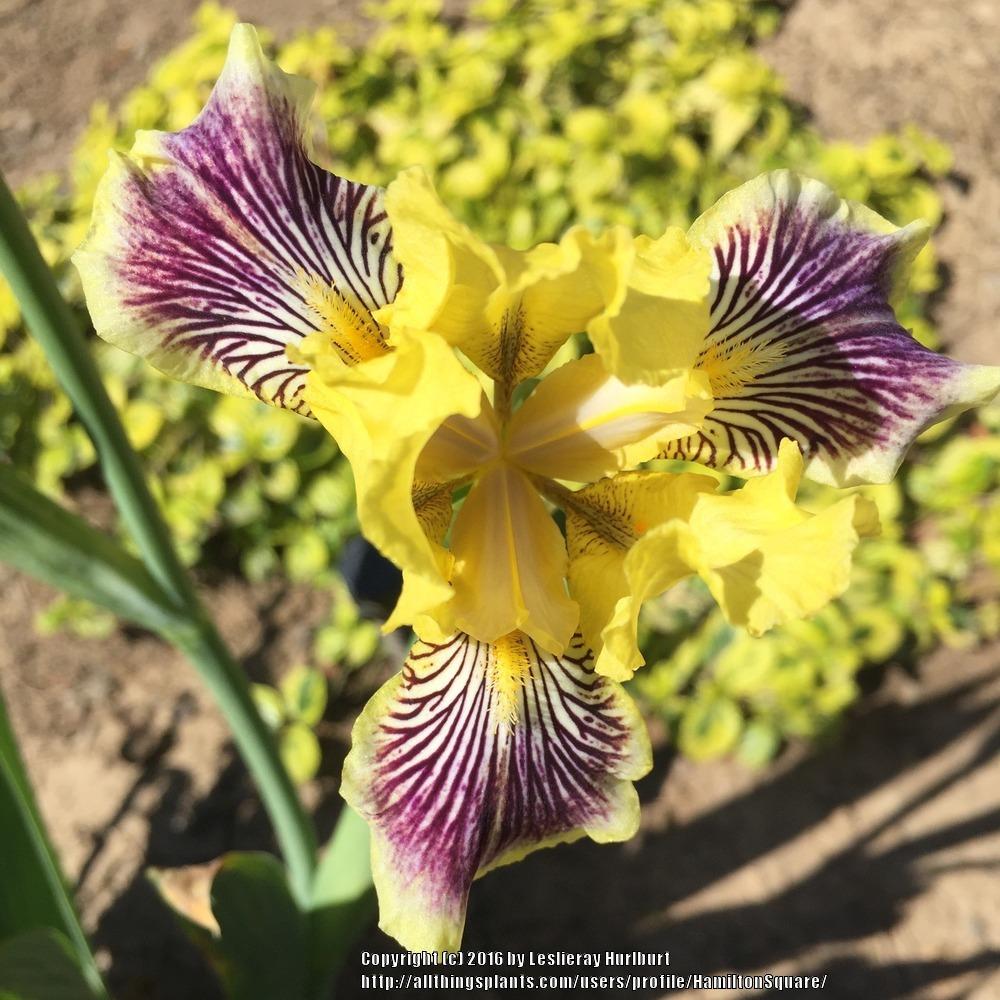 Photo of Miniature Tall Bearded Iris (Iris 'Plum Quirky') uploaded by HamiltonSquare