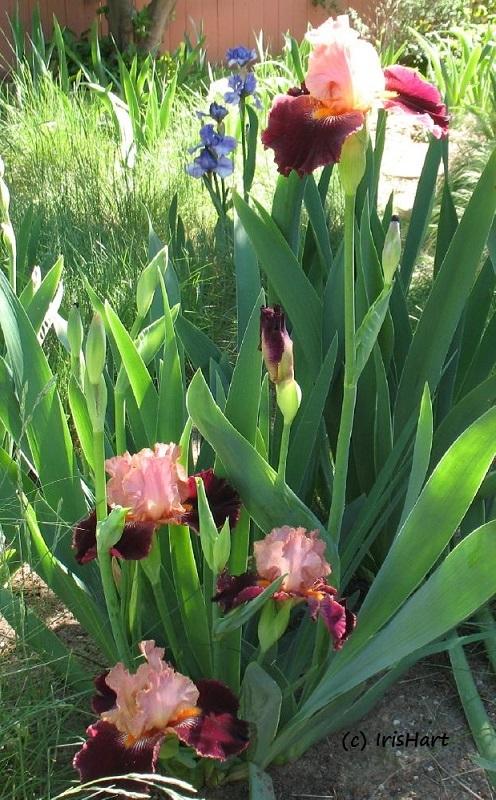 Photo of Tall Bearded Iris (Iris 'Backdraft') uploaded by IrisHart