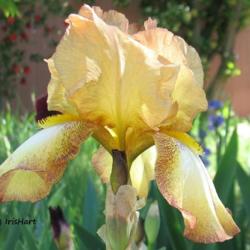 Location: Southern California zone 10a
Date: April 2, 2016
Narrower falls than more modern iris blooms, but great rebloomer 