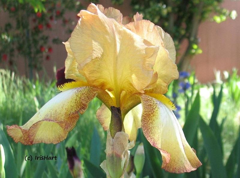 Photo of Tall Bearded Iris (Iris 'Belvi Queen') uploaded by IrisHart