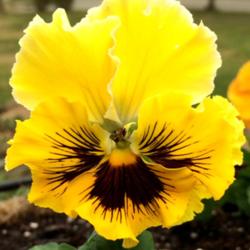 Location: My garden, central NJ, Zone 7A
Date: 2016-03-25
Pansy Frizzle Sizzle Yellow