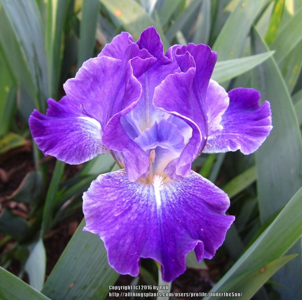 Photo of Intermediate Bearded Iris (Iris 'Sparkling') uploaded by UndertheSun