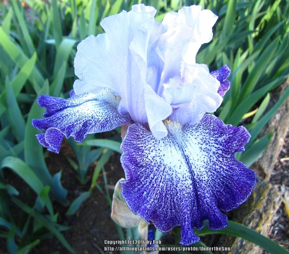 Photo of Tall Bearded Iris (Iris 'Splashacata') uploaded by UndertheSun