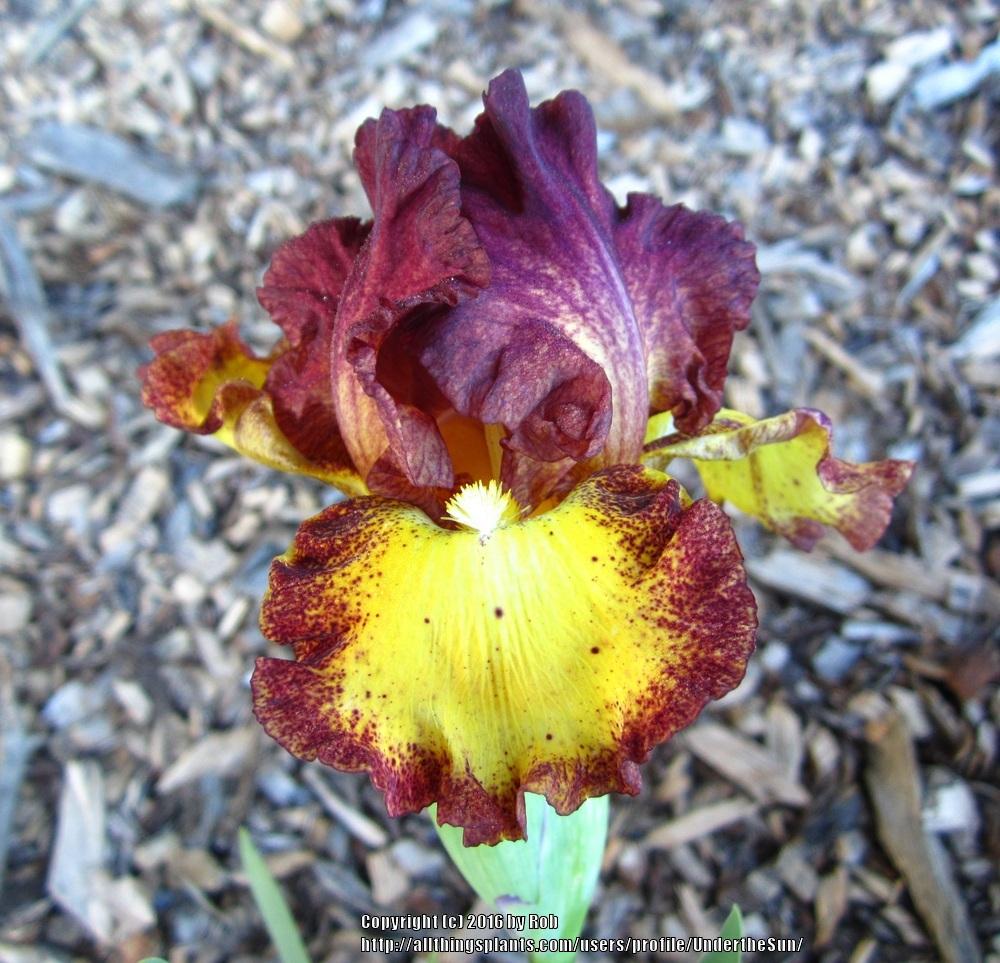 Photo of Intermediate Bearded Iris (Iris 'Red Hot Chili') uploaded by UndertheSun
