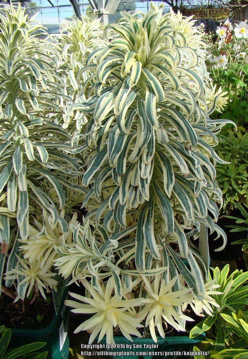 Photo of Spurge (Euphorbia characias 'Tasmanian Tiger') uploaded by kniphofia