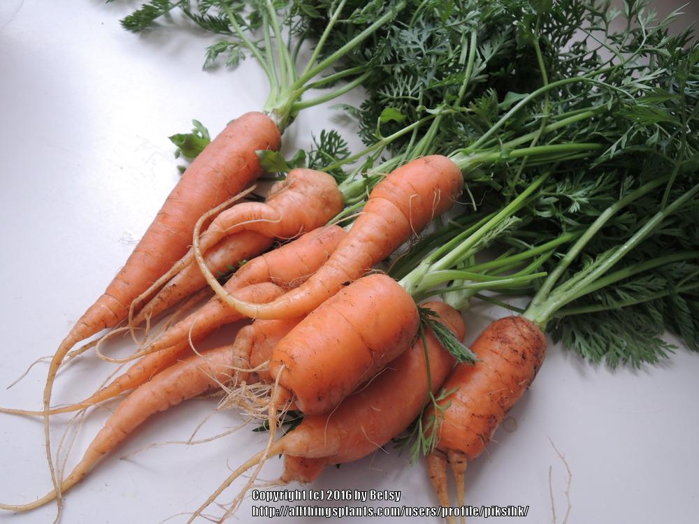 Photo of Carrots (Daucus carota var. sativus) uploaded by piksihk