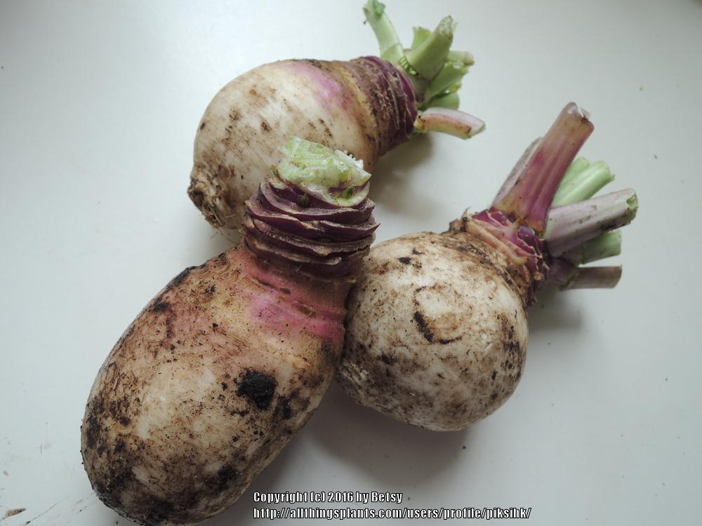 Photo of Yellow Turnip (Brassica napus) uploaded by piksihk