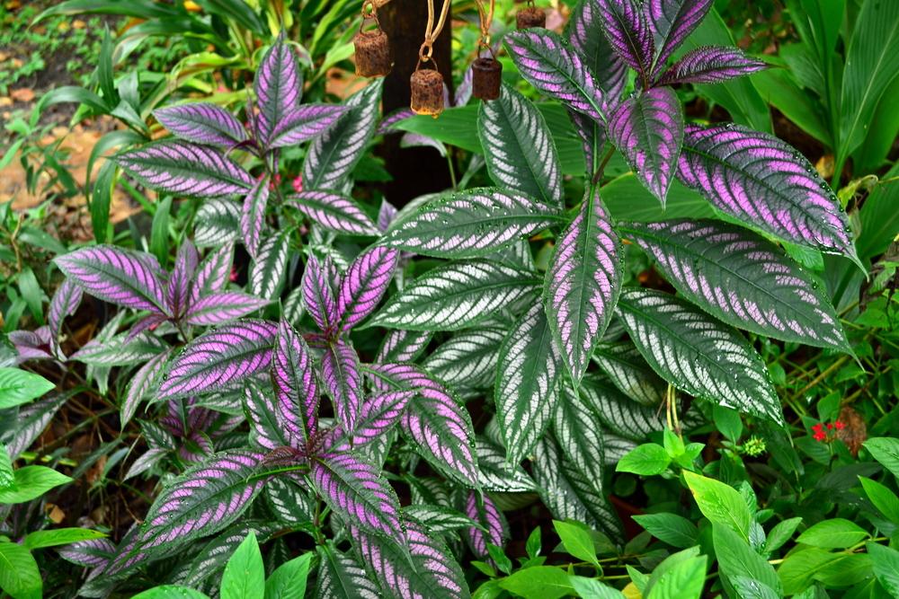 Photo of Persian Shield (Strobilanthes auriculatus var. dyeriana) uploaded by sunkissed
