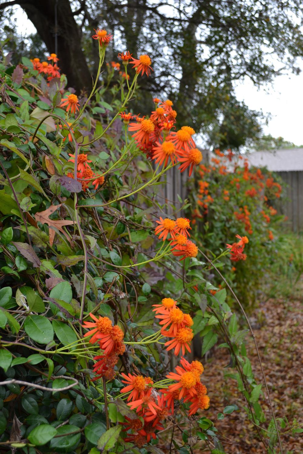Photo of Mexican Flame Vine (Pseudogynoxys chenopodioides) uploaded by sunkissed