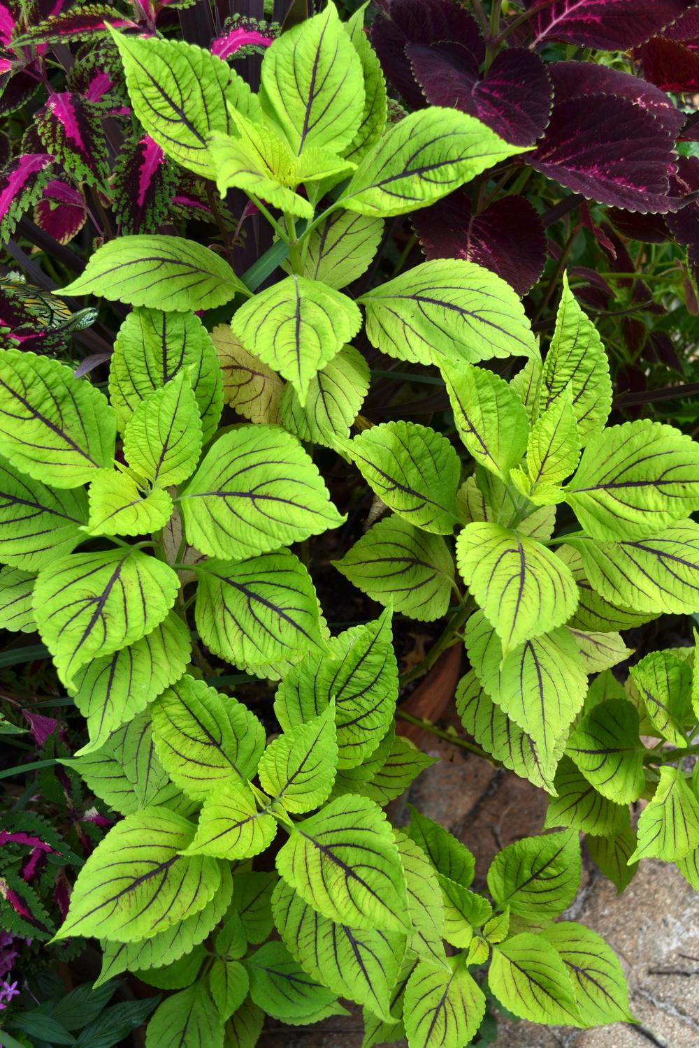 Photo of Coleus (Coleus scutellarioides 'Gay's Delight') uploaded by sunkissed