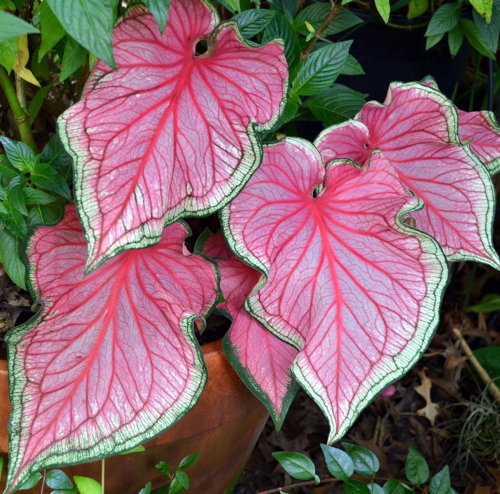 Photo of Lance-leaf Caladium (Caladium 'Florida Sweetheart') uploaded by sunkissed
