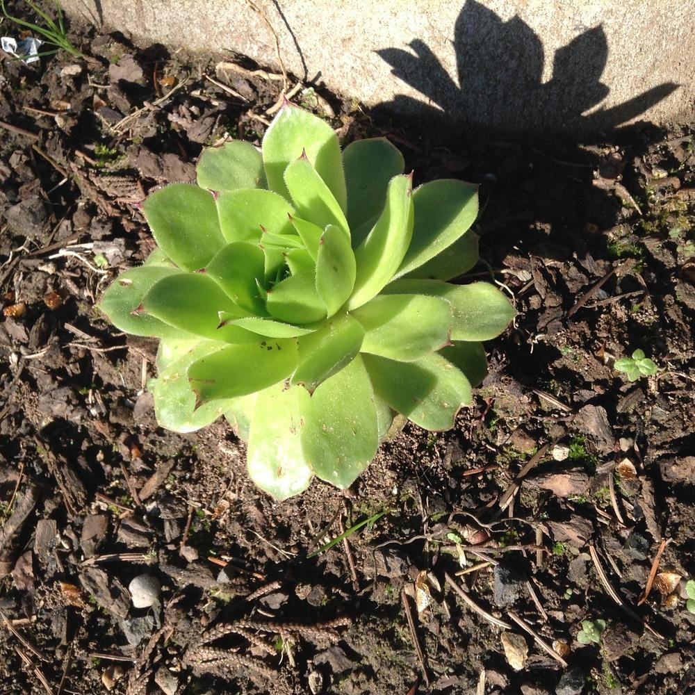 Photo of Hen and Chicks (Sempervivum 'Charolensis') uploaded by tcstoehr