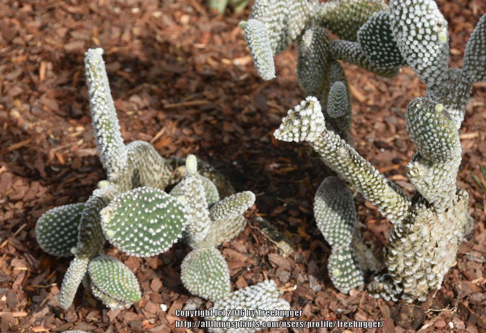 Photo of Bunny Ears (Opuntia microdasys) uploaded by treehugger