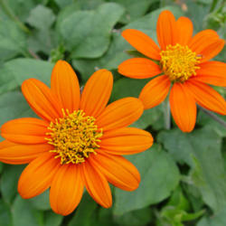 Location: Florissant, MO
Date: June 2011
Dwarf Mexican Sunflower