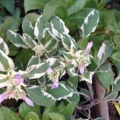 Salvia officinallis 'Tricolor' in bloom