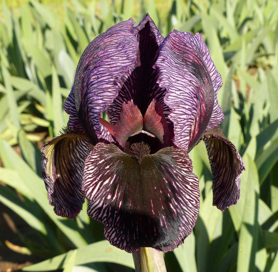 Photo of Arilbred Iris (Iris 'Emerald Fantasy') uploaded by Misawa77