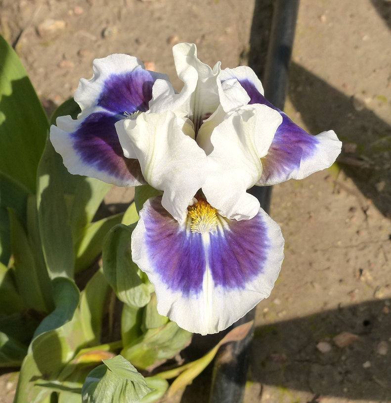 Photo of Standard Dwarf Bearded Iris (Iris 'Stop and Stare') uploaded by Misawa77