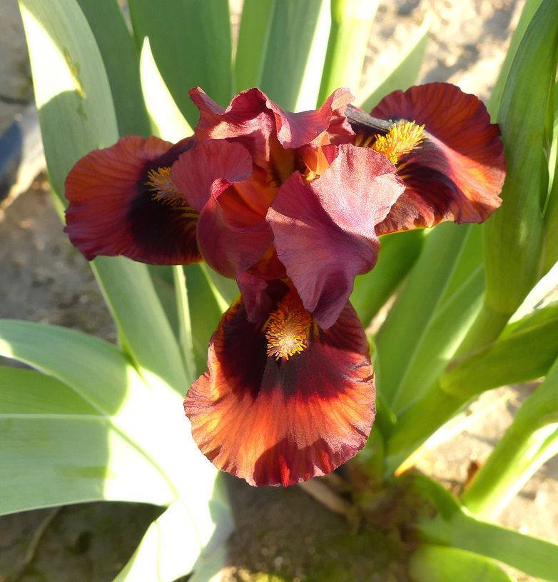 Photo of Standard Dwarf Bearded Iris (Iris 'Nosferatu') uploaded by Misawa77