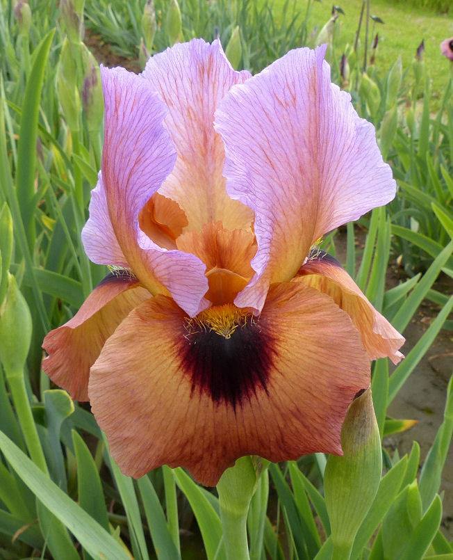 Photo of Arilbred Iris (Iris 'Refiner's Fire') uploaded by Misawa77