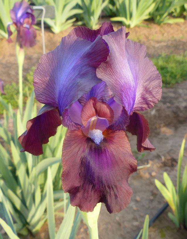 Photo of Aril Iris (Iris 'Dunshanbe') uploaded by Misawa77