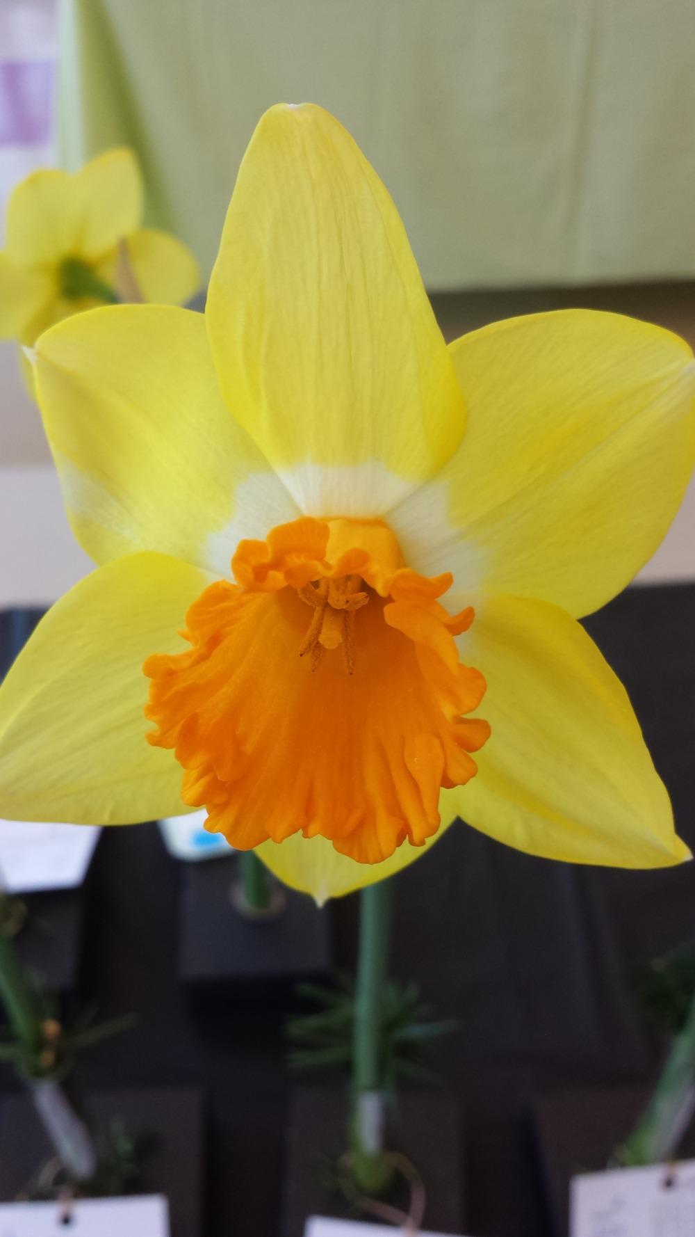 Photo of Large Cupped Daffodil (Narcissus 'Iroquois') uploaded by gemini_sage