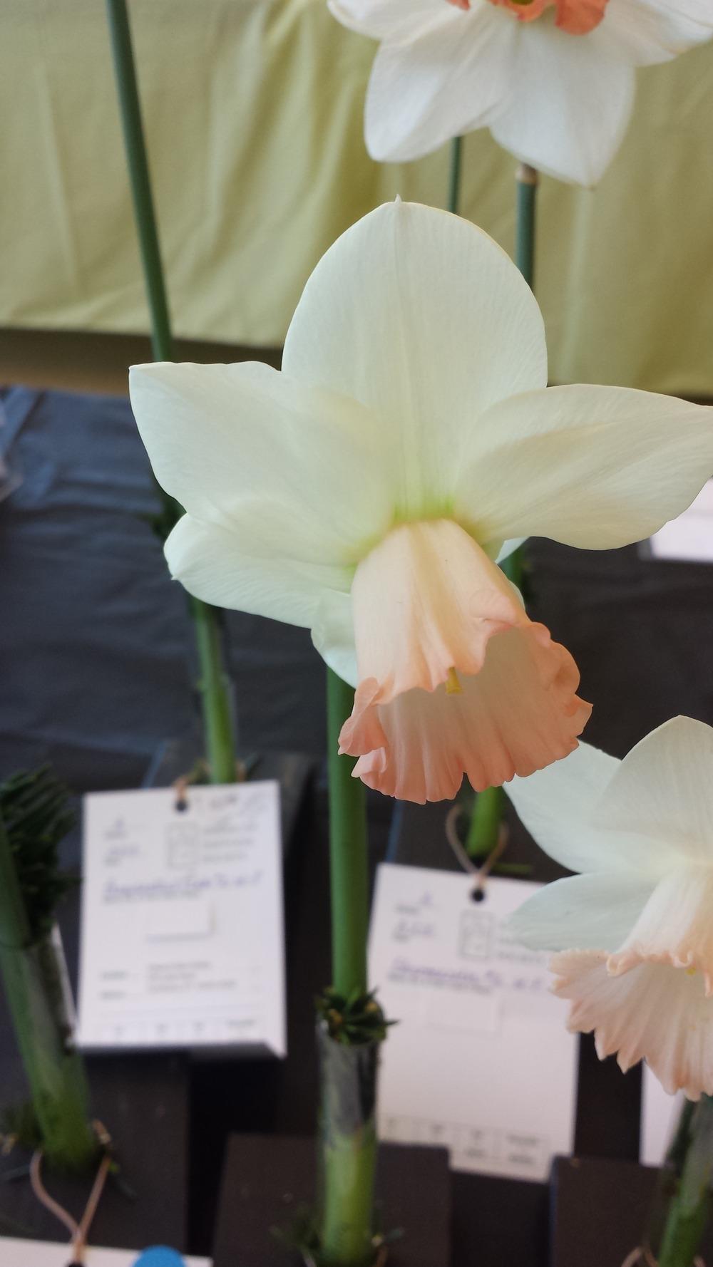 Photo of Large Cupped Daffodil (Narcissus 'Berceuse') uploaded by gemini_sage