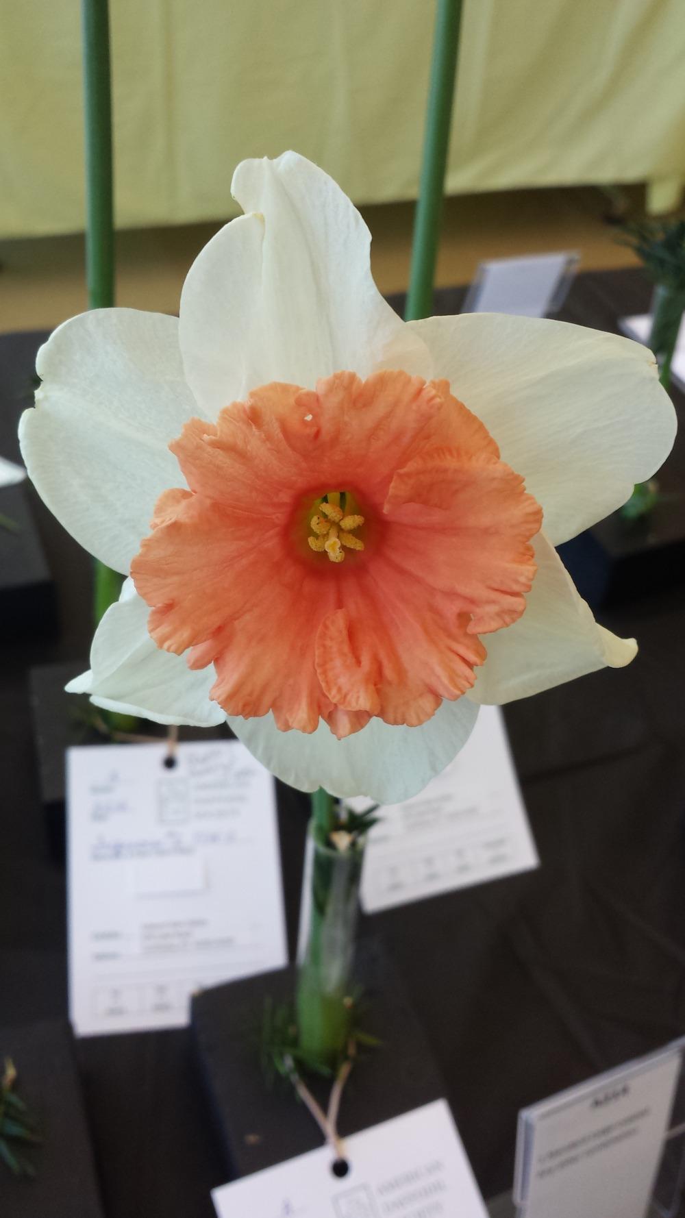 Photo of Large Cupped Daffodil (Narcissus 'Skyfire') uploaded by gemini_sage