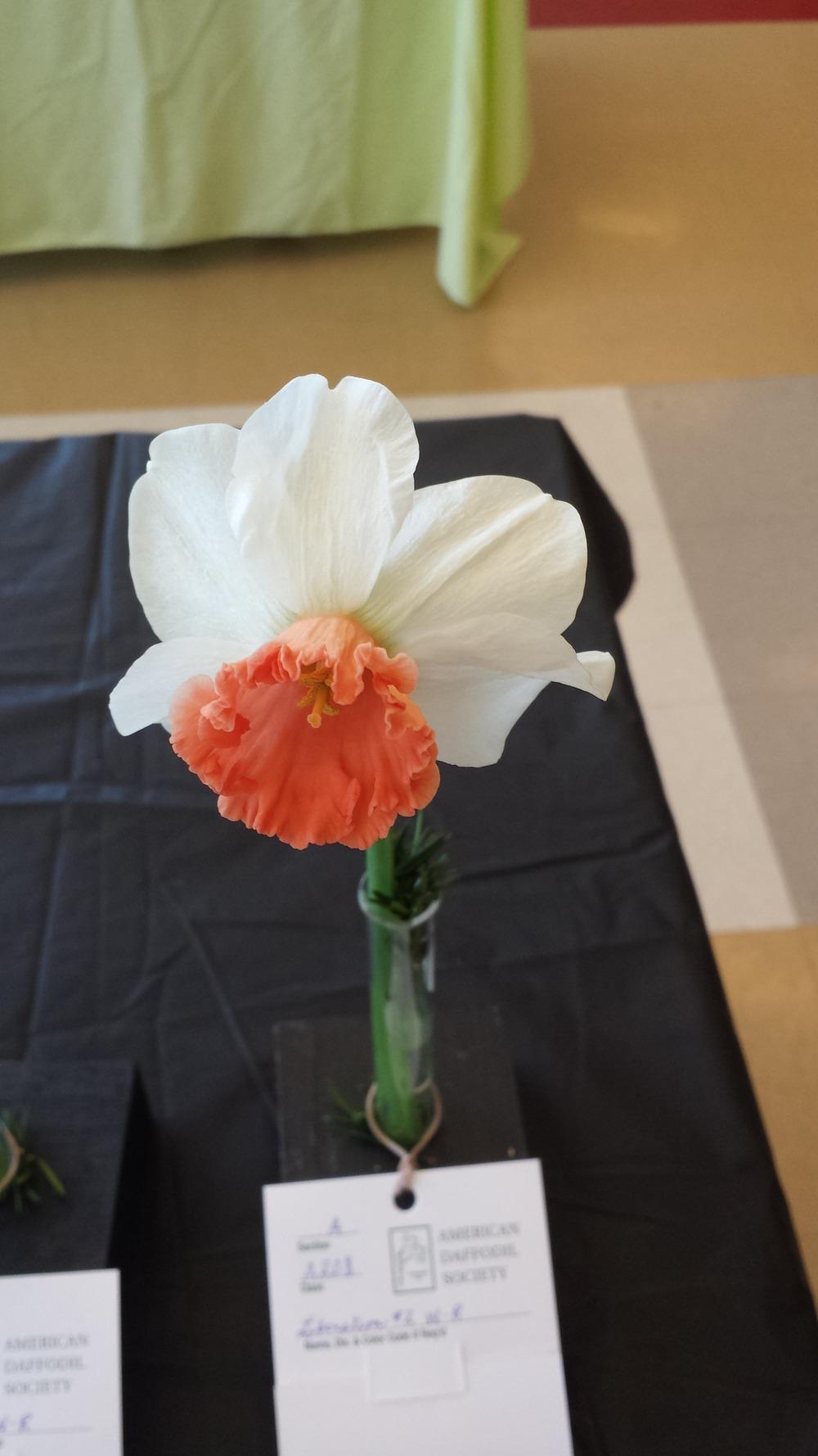 Photo of Large Cupped Daffodil (Narcissus 'Liberation') uploaded by gemini_sage