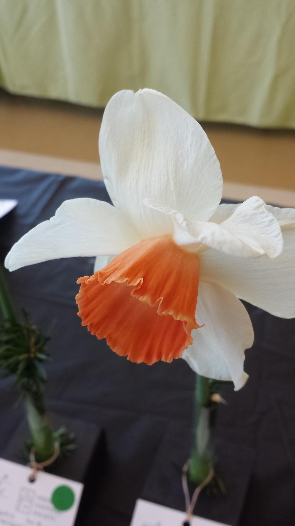 Photo of Large Cupped Daffodil (Narcissus 'Pipestone') uploaded by gemini_sage
