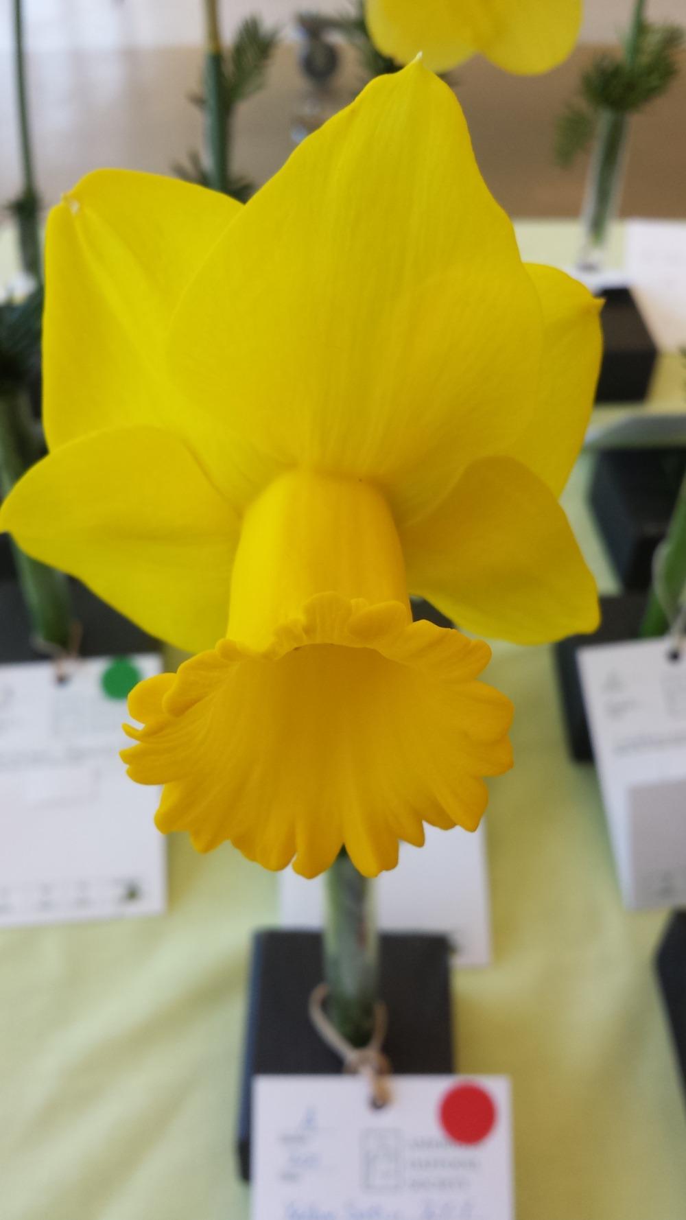 Photo of Large Cupped Daffodil (Narcissus 'Yellow Satin') uploaded by gemini_sage