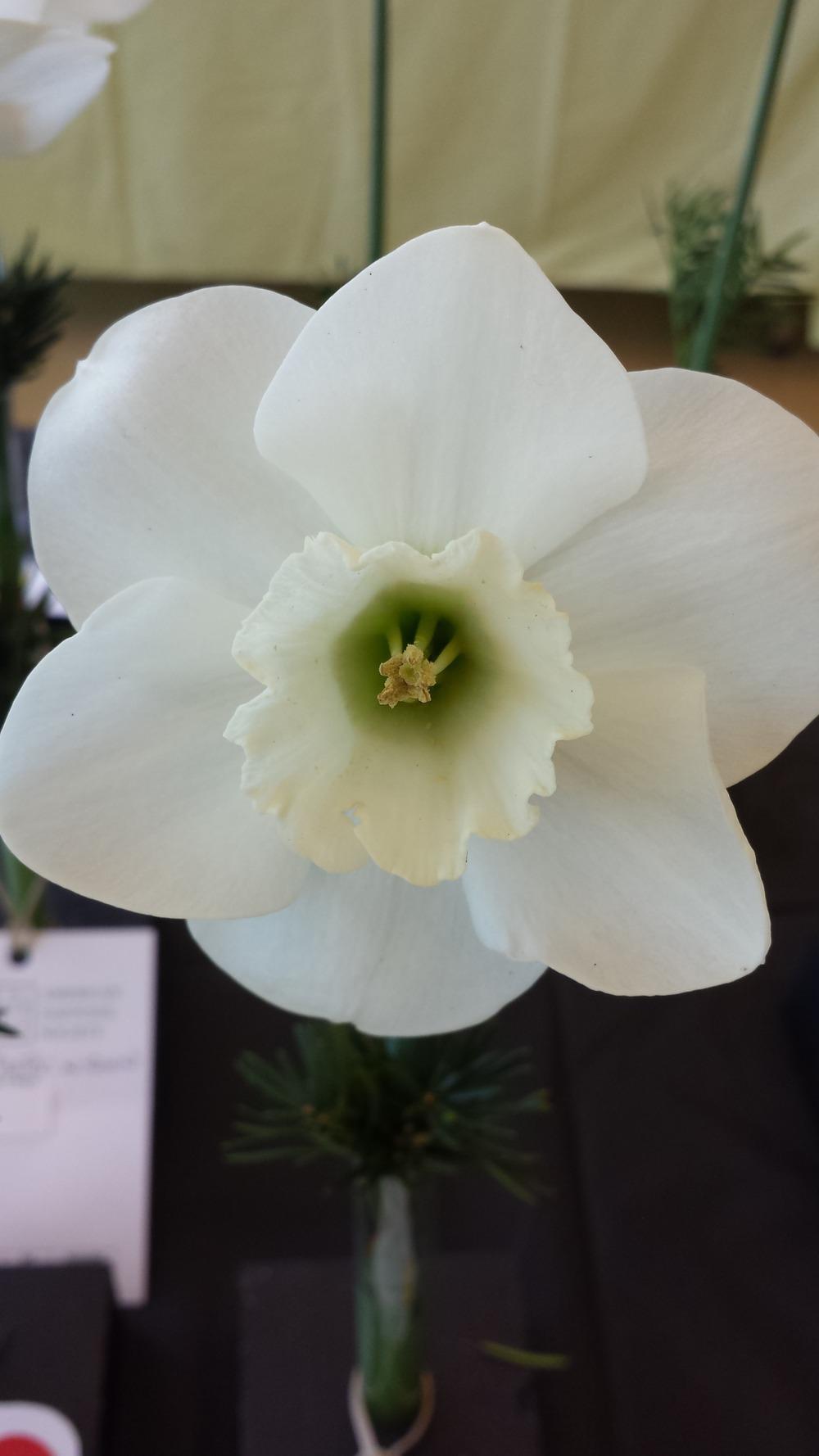 Photo of Large Cupped Daffodil (Narcissus 'Brierglass') uploaded by gemini_sage
