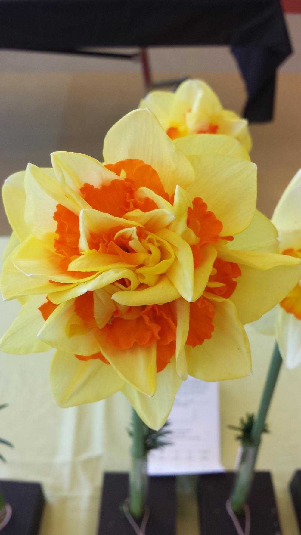 Photo of Double Daffodil (Narcissus 'Magellan') uploaded by gemini_sage